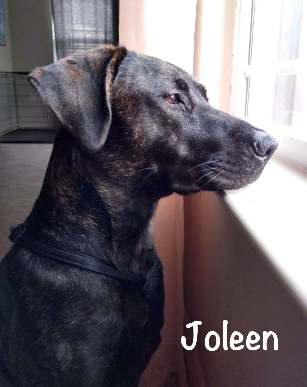 Joleen